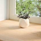 Davanzali 2 pz Legno Massello di Rovere Non Trattati 70x15x2 cm