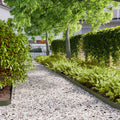 Bordure per Prato 10 pz Verde Oliva Acciaio Laminato a Freddo